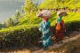 国連開発計画(UNDP)とICMIF財団が、途上国、特に女性のための財政的回復力を高める革新的な保険スキームを保険事業者に募集します